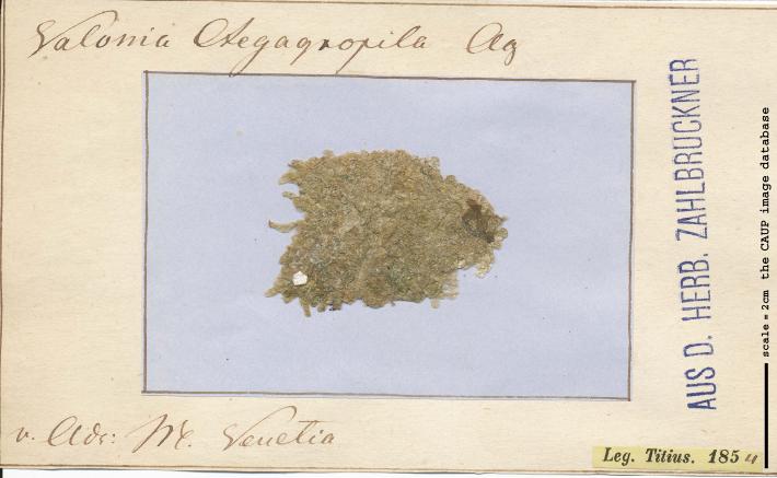 Valonia aegagropila.jpg